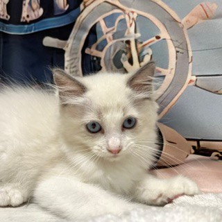 福岡県のラグドール (犬の家＆猫の里トリアス久山店/2026年6月25日生まれ/男の子/ブルーポイントバイカラー)の子猫の4枚目の画像