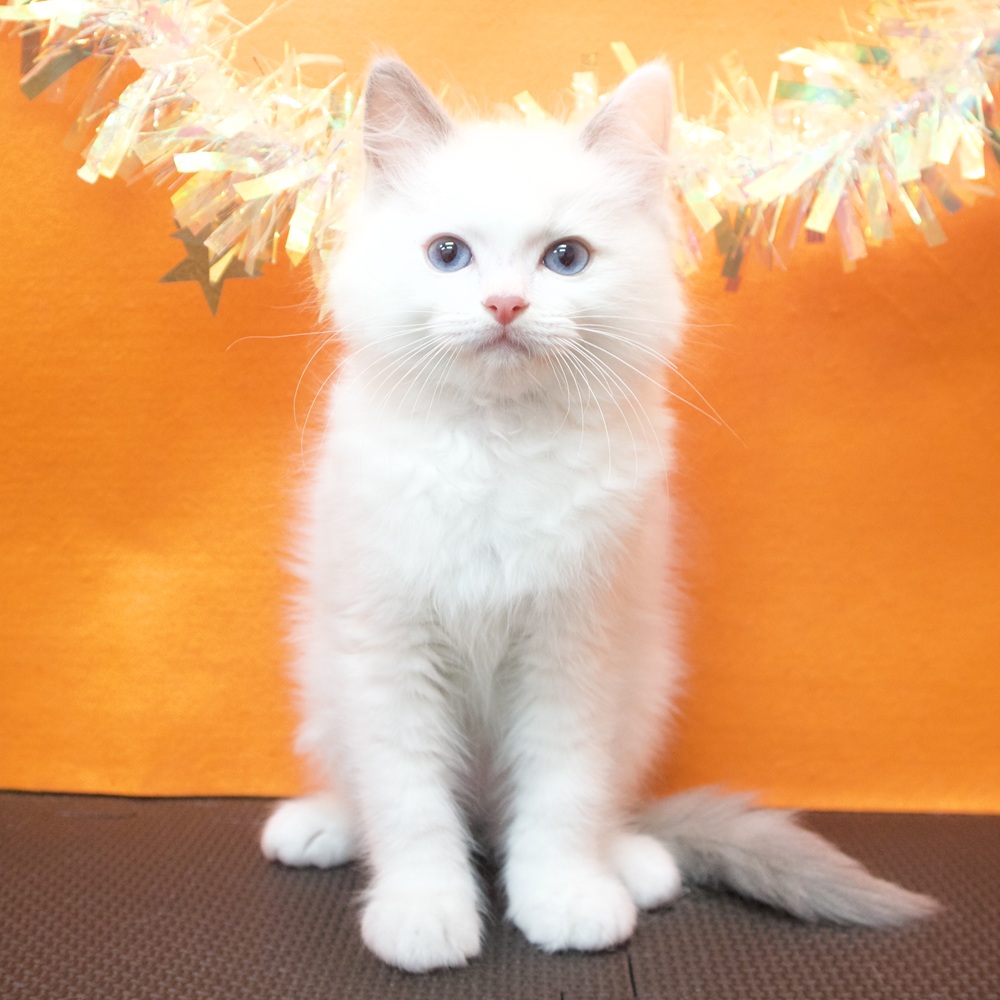 大阪府のラグドール (犬の家＆猫の里吹田店/2026年6月23日生まれ/男の子/ブルーポイントバイカラー)の子猫の4枚目の画像