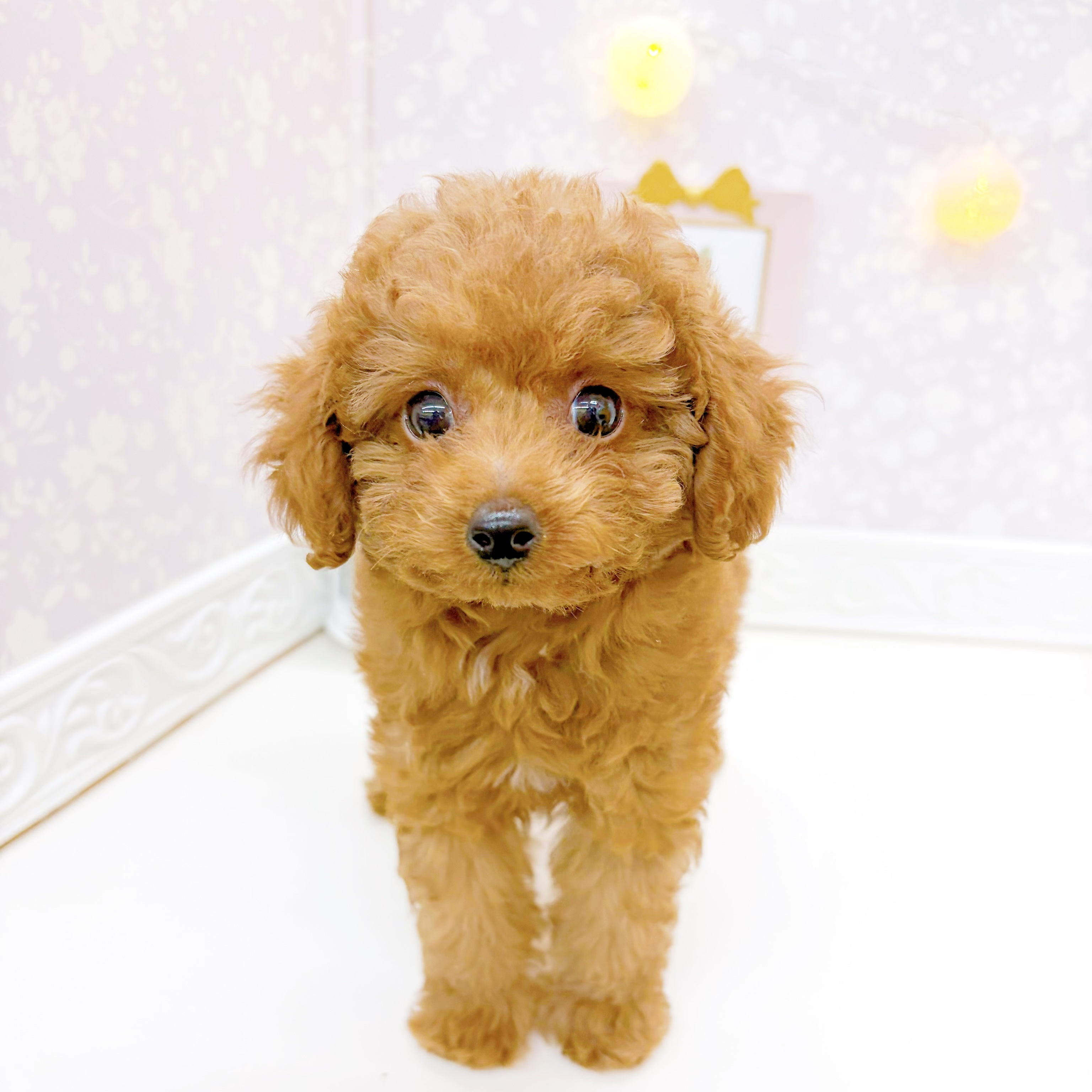 富山県のトイプードル(タイニー) (犬の家＆猫の里富山店/2026年6月26日生まれ/女の子/レッドフォーン)の子犬の4枚目の画像