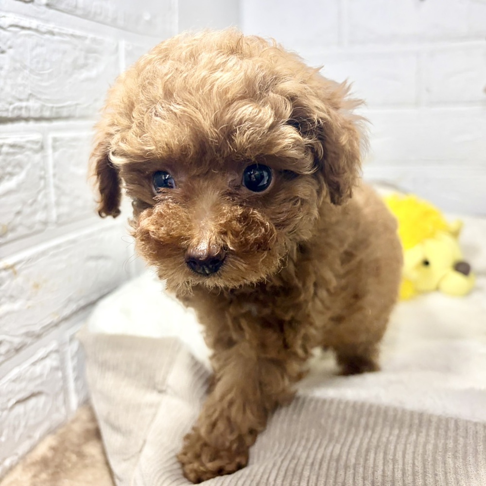 兵庫県のトイプードル(タイニー) (犬の家＆猫の里ニッケパークタウン加古川店/2026年6月26日生まれ/女の子/レッドフォーン)の子犬の4枚目の画像