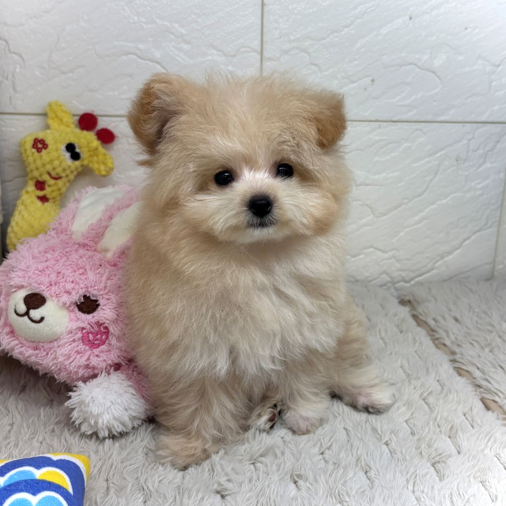 兵庫県のポメプー(ポメラニアン×プードル) (犬の家＆猫の里ゆめタウン姫路店/2026年6月27日生まれ/女の子/クリーム)の子犬の4枚目の画像