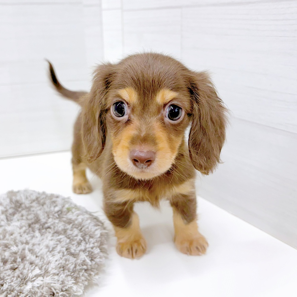 石川県のカニンヘンダックスフンド(ロング) (犬の家＆猫の里アミーゴ金沢おこばた店/2026年6月27日生まれ/男の子/チョコレートタン)の子犬の4枚目の画像