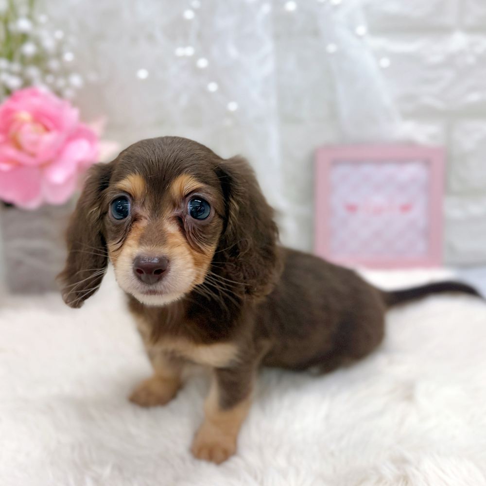 福井県のカニンヘンダックスフンド(ロング) (犬の家＆猫の里アミーゴ福井大和田店/2026年6月27日生まれ/女の子/チョコレートタン)の子犬の4枚目の画像