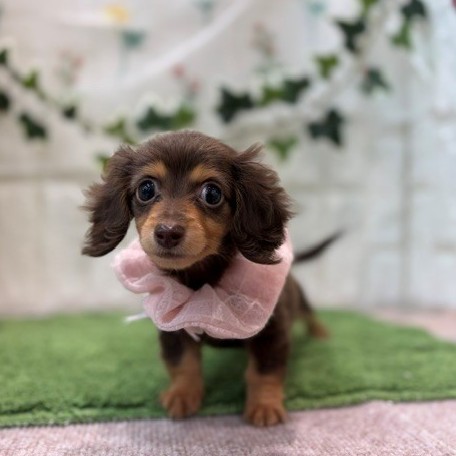 岡山県のカニンヘンダックスフンド(ロング) (犬の家＆猫の里倉敷店/2026年6月27日生まれ/女の子/チョコレートタン)の子犬の4枚目の画像