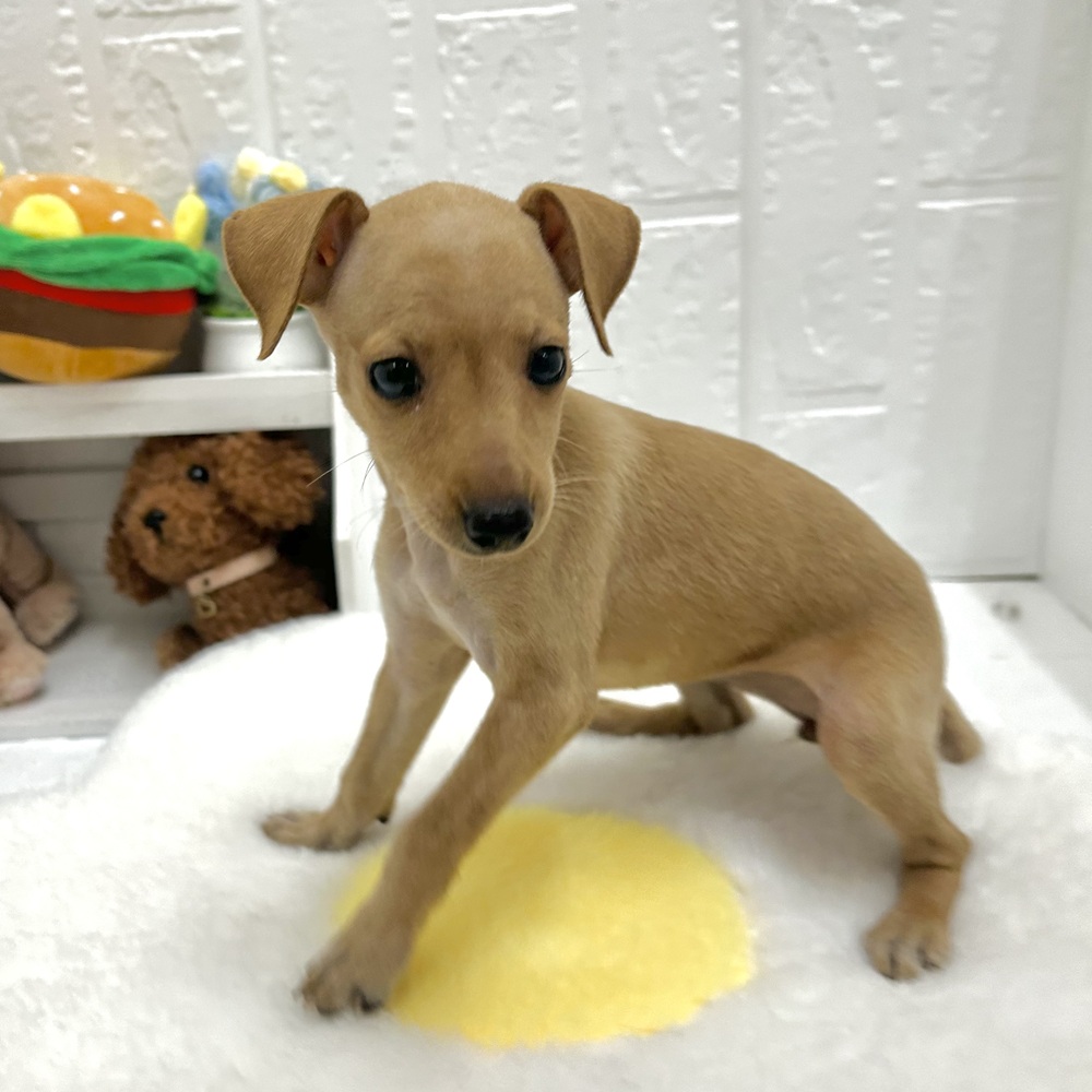 愛知県のミニチュアピンシャー (犬の家＆猫の里豊川インター店/2026年6月28日生まれ/女の子/レッド)の子犬の4枚目の画像