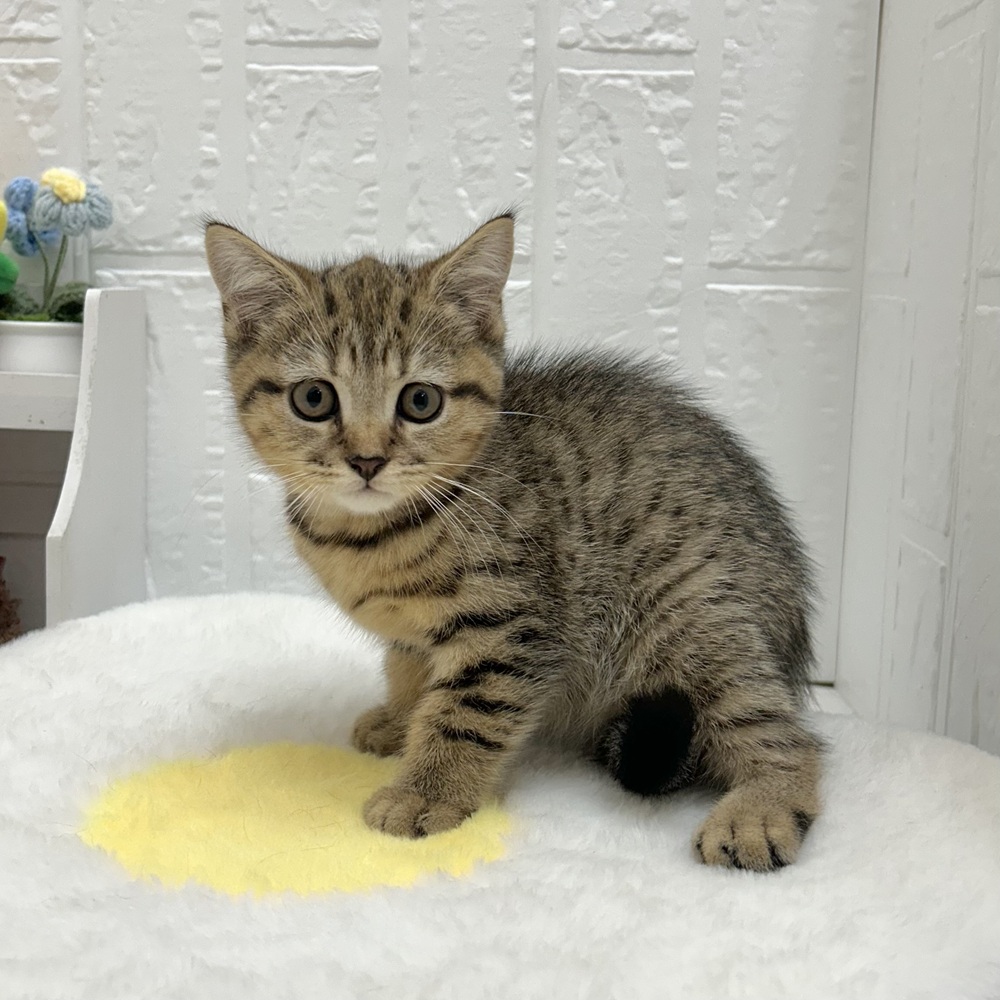 愛知県のブリティッシュショートヘアー (犬の家＆猫の里豊川インター店/2026年6月23日生まれ/女の子/ブラウンマッカレルタビー)の子猫の4枚目の画像
