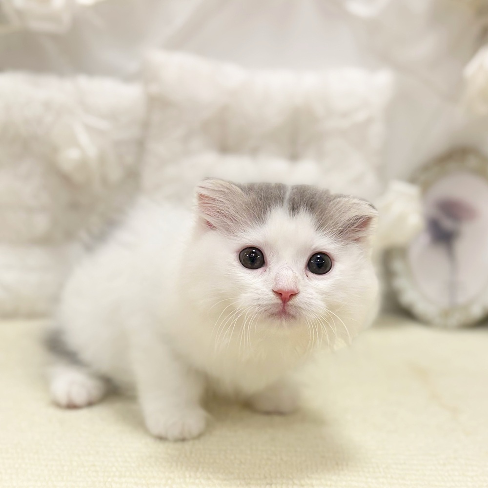 岐阜県のスコティッシュフォールド (犬の家＆猫の里カラフルタウン岐阜店/2026年6月26日生まれ/女の子/ブルータビーホワイト)の子猫の4枚目の画像