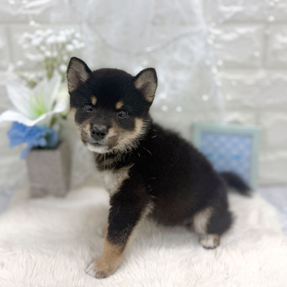 福井県の柴犬(標準サイズ) (犬の家＆猫の里アミーゴ福井大和田店/2026年6月27日生まれ/男の子/黒)の子犬の4枚目の画像