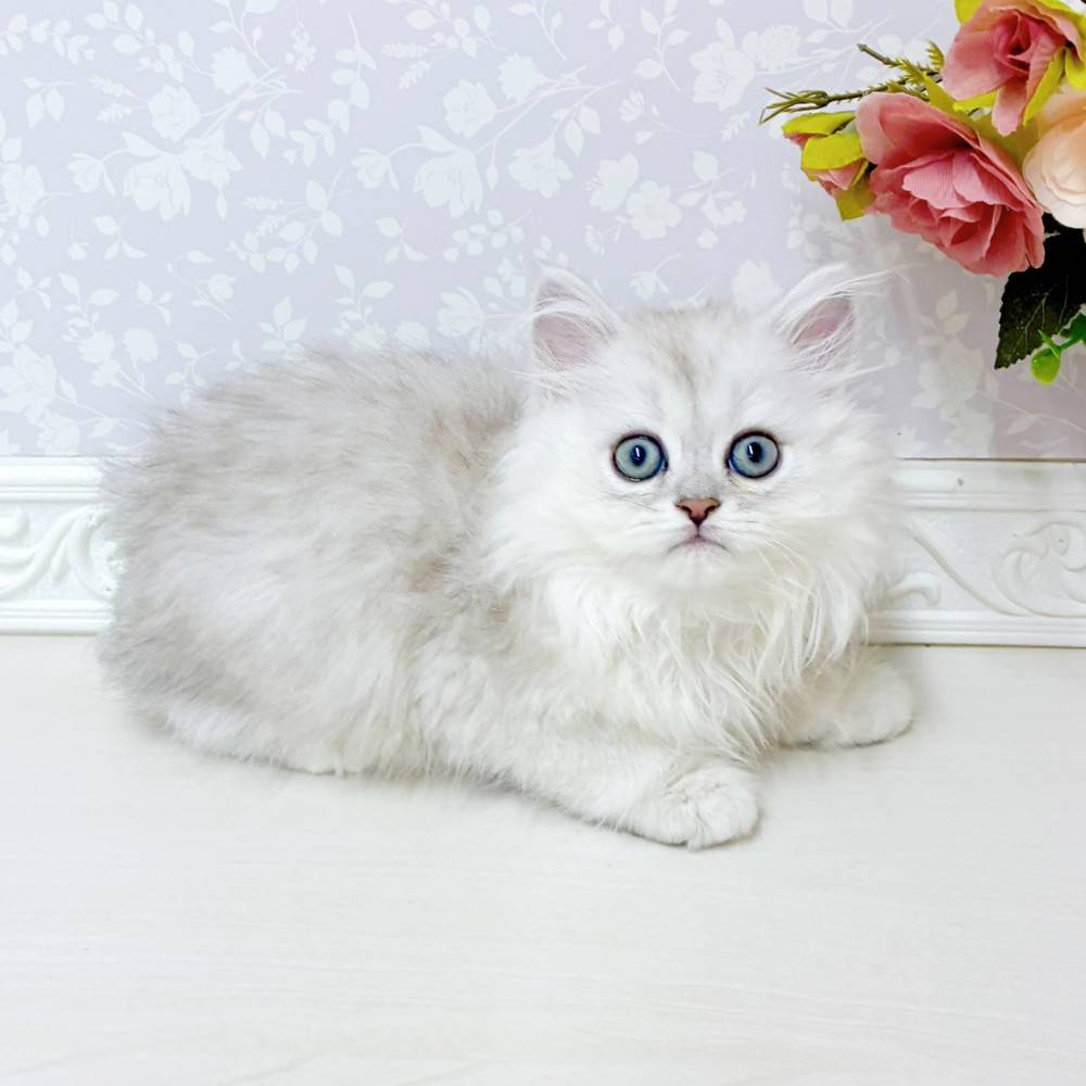 富山県のペルシャ (犬の家＆猫の里アミーゴ山室店/2026年6月27日生まれ/男の子/チンチラシルバー)の子猫の4枚目の画像