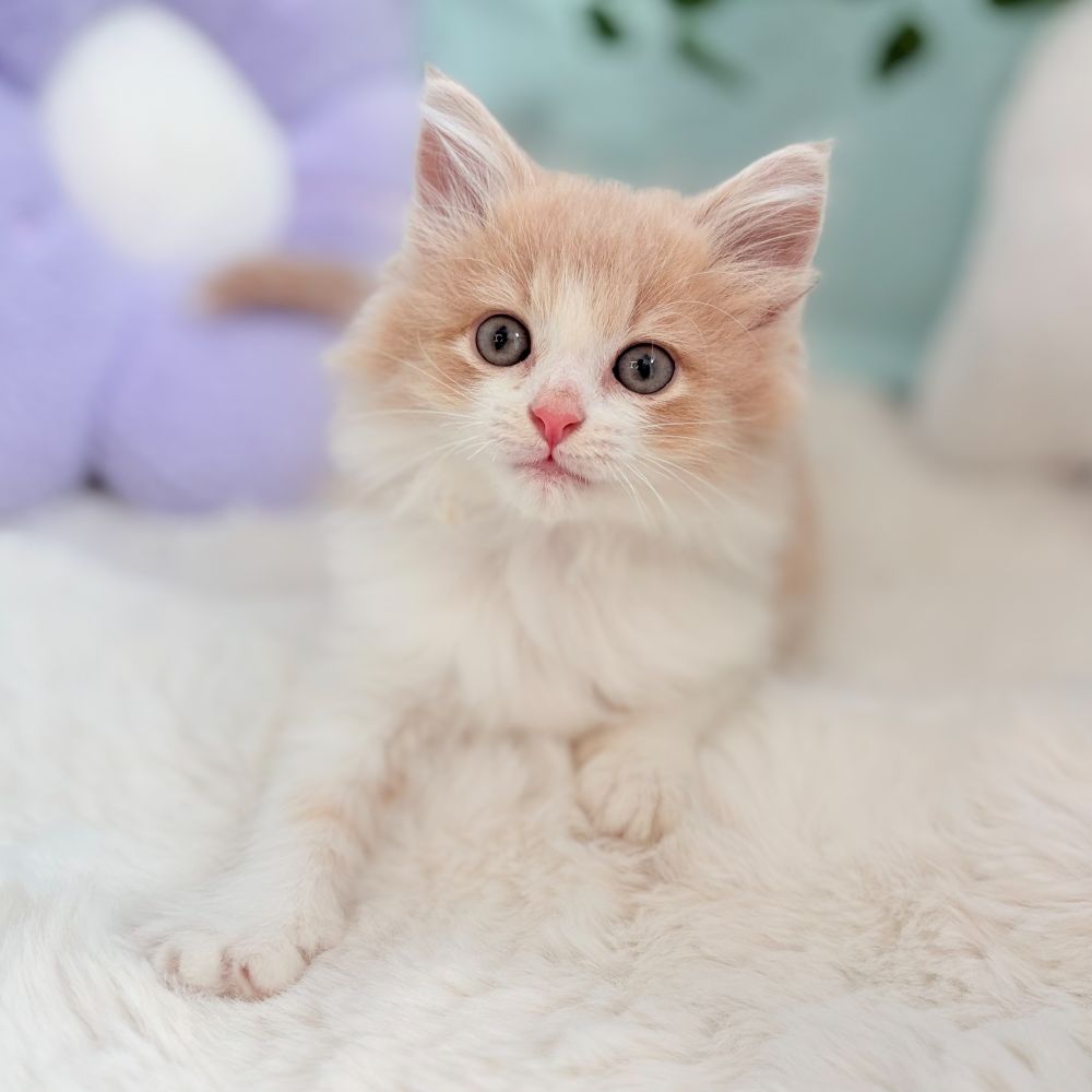愛知県のノルウェージャンフォレストキャット (犬の家＆猫の里愛知刈谷店/2026年6月23日生まれ/女の子/クリームタビーホワイト)の子猫の4枚目の画像