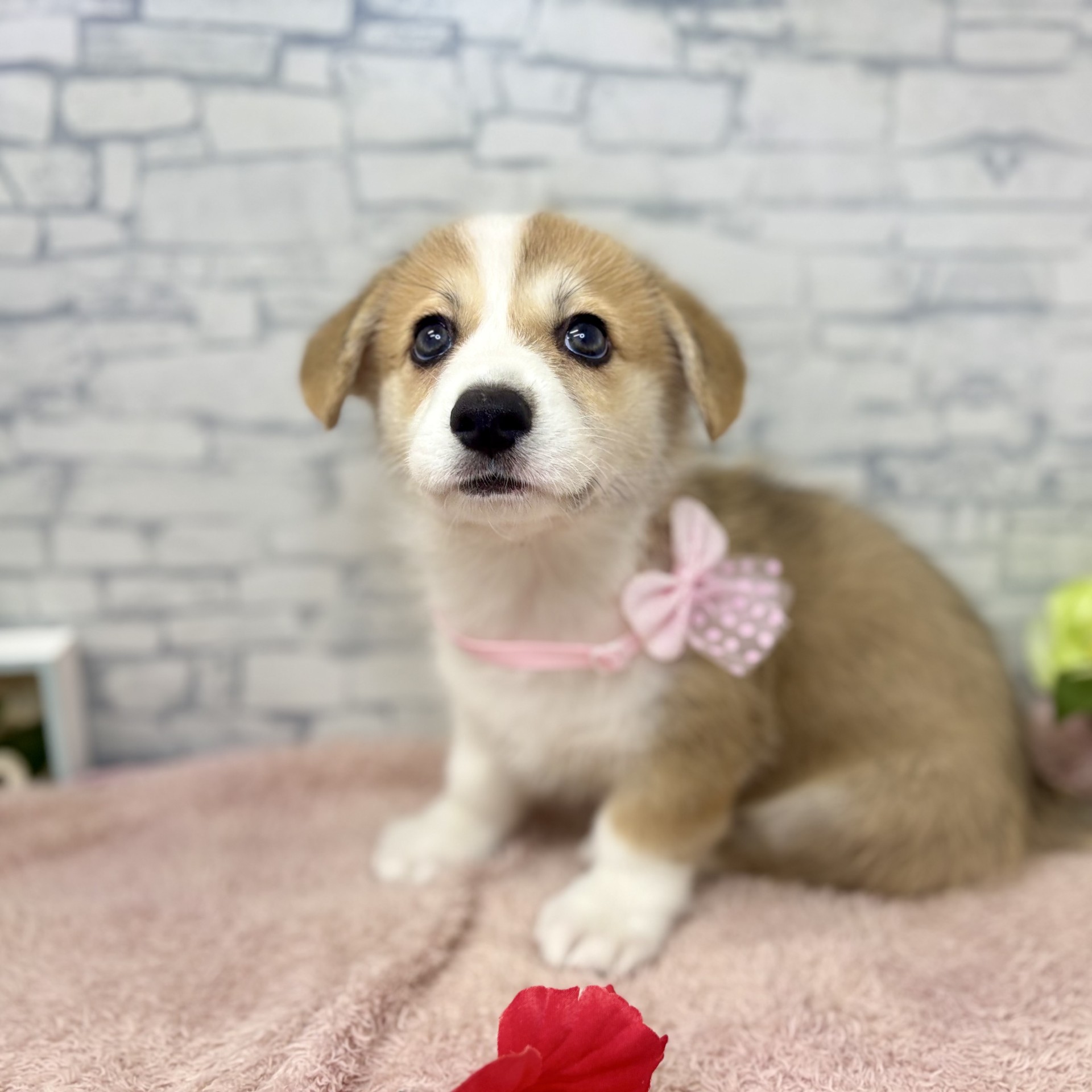 長野県のウェルシュコーギーペンブローク (犬の家＆猫の里長野店/2026年6月28日生まれ/男の子/セーブルホワイト)の子犬の4枚目の画像