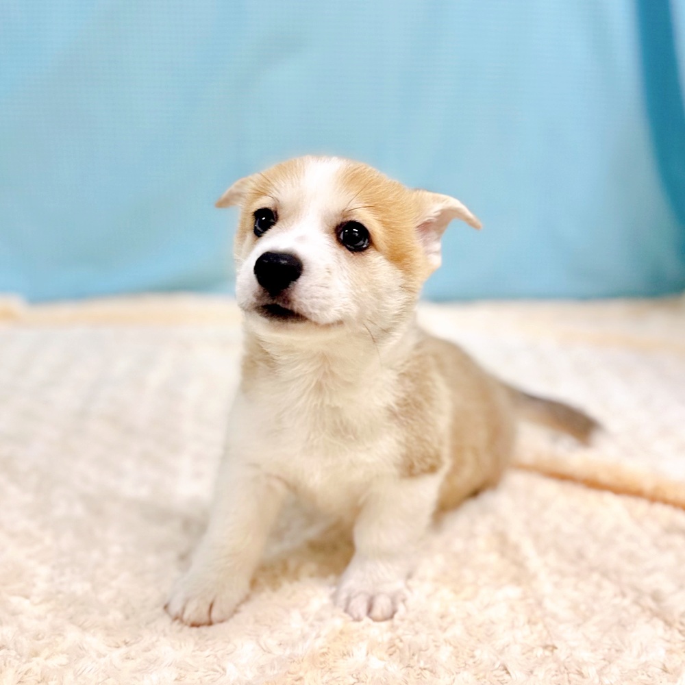 愛知県のウェルシュコーギーペンブローク (犬の家＆猫の里一宮店/2026年6月28日生まれ/男の子/セーブルホワイト)の子犬の4枚目の画像