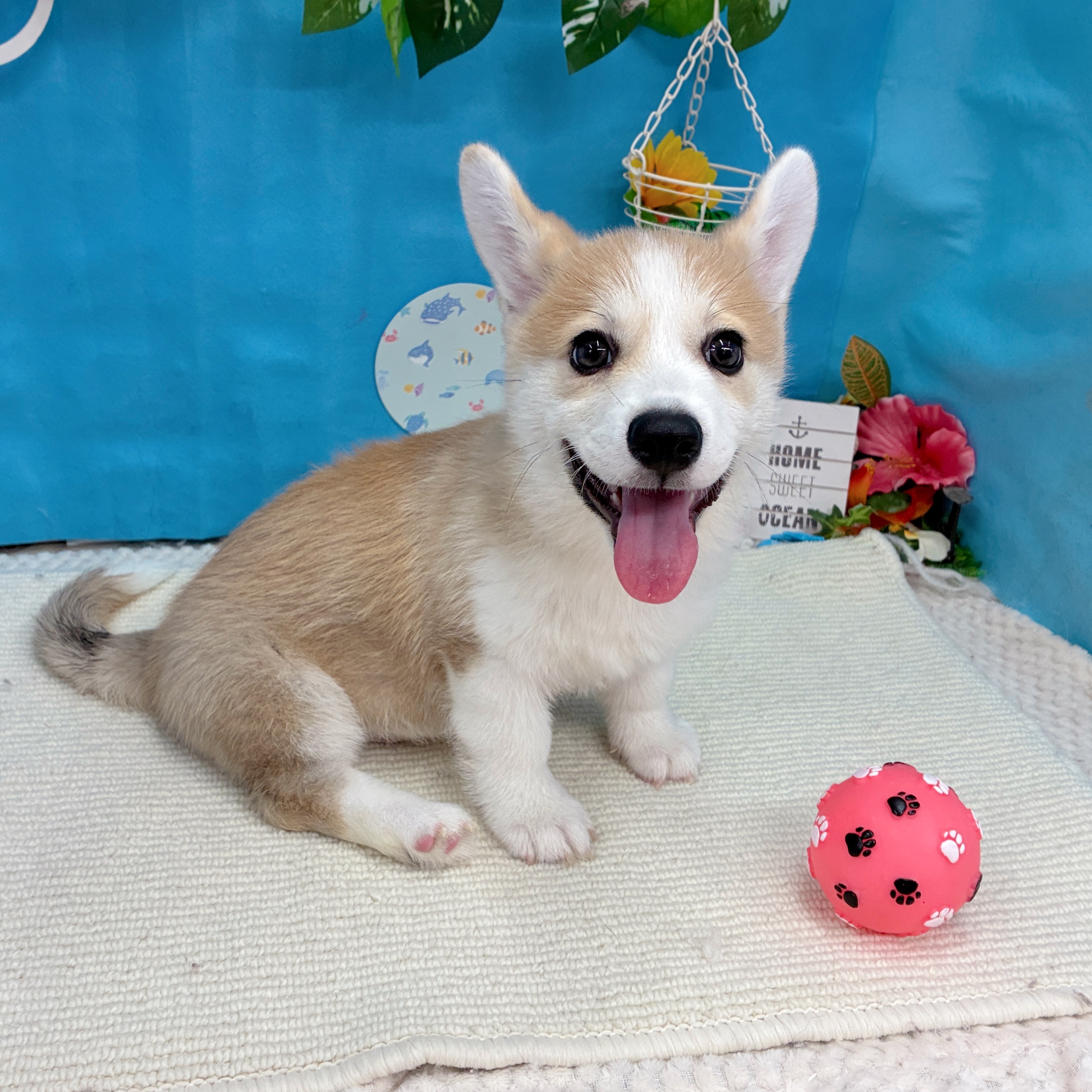 岐阜県のウェルシュコーギーペンブローク (犬の家＆猫の里岐南店/2026年6月28日生まれ/男の子/セーブルホワイト)の子犬の4枚目の画像