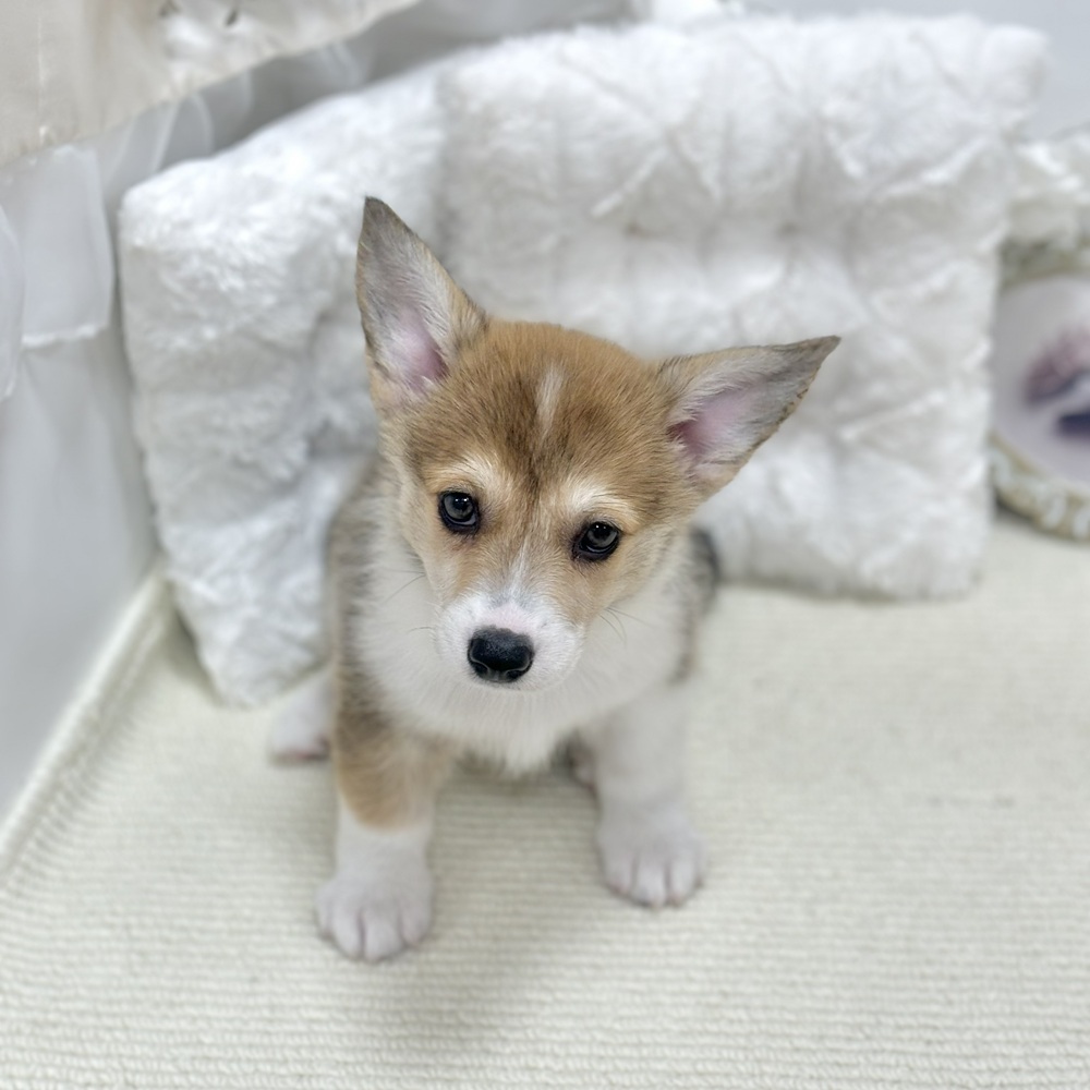 岐阜県のウェルシュコーギーペンブローク (犬の家＆猫の里カラフルタウン岐阜店/2026年6月28日生まれ/女の子/セーブルホワイト)の子犬の4枚目の画像