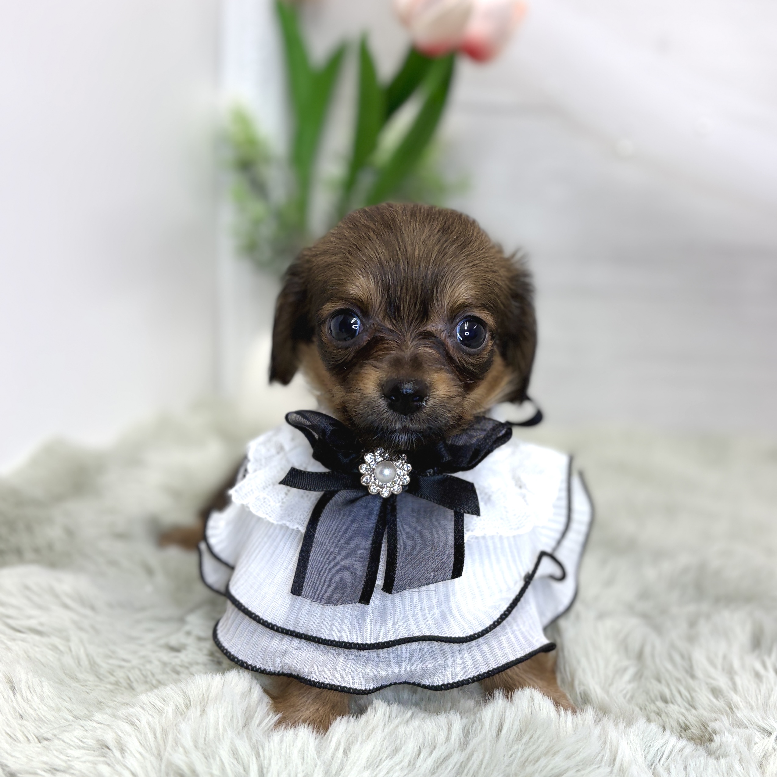 神奈川県のチワックス(チワワ×ダックス) (犬の家＆猫の里相模原店/2026年6月29日生まれ/女の子/レッド)の子犬の4枚目の画像