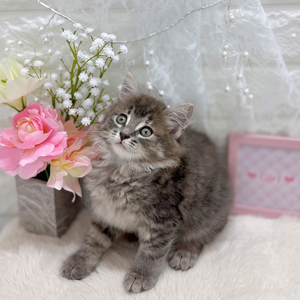 福井県のサイベリアン (犬の家＆猫の里アミーゴ福井大和田店/2026年6月27日生まれ/女の子/ブルークリームタビー)の子猫の4枚目の画像