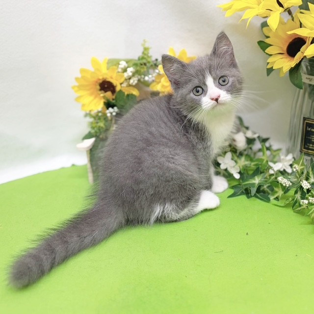 静岡県のミヌエット (犬の家＆猫の里藤枝店/2026年6月28日生まれ/男の子/ブルータビーホワイト)の子猫の4枚目の画像