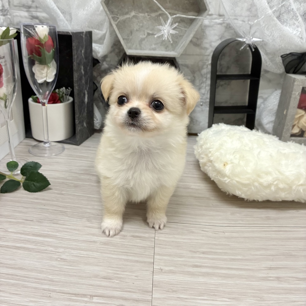 千葉県のチワワ(ロング) (犬の家＆猫の里ワンズモール稲毛店/2026年6月30日生まれ/女の子/クリームホワイト)の子犬の4枚目の画像