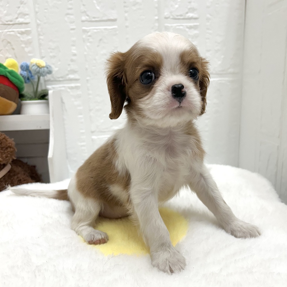 愛知県のキャバリアキングチャールズスパニエル (犬の家＆猫の里豊川インター店/2026年6月26日生まれ/女の子/ブレンハイム)の子犬の4枚目の画像