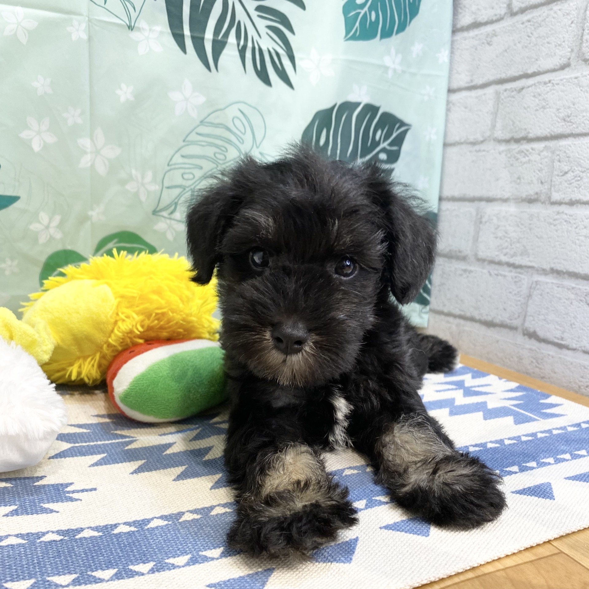長野県のミニチュアシュナウザー (犬の家＆猫の里カインズ梓川店/2026年6月30日生まれ/男の子/ブラックシルバー)の子犬の4枚目の画像