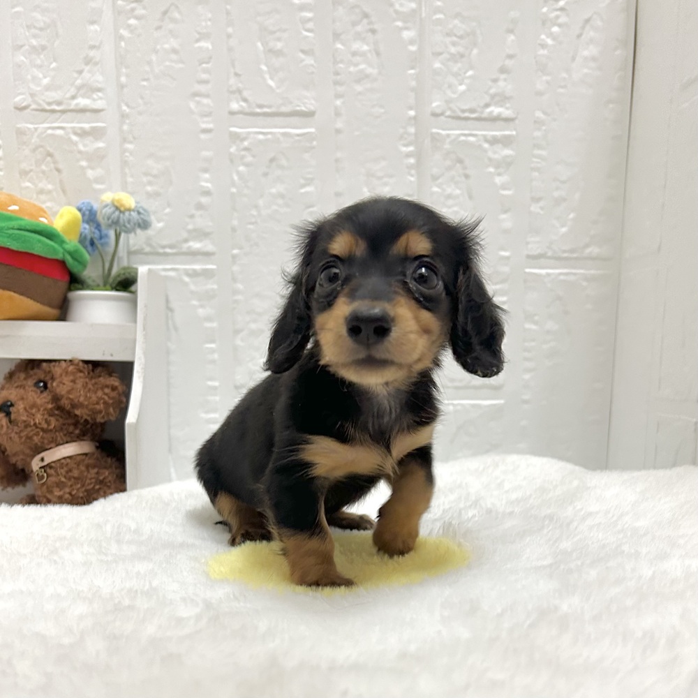 愛知県のミニチュアダックスフンド(ロング) (犬の家＆猫の里豊川インター店/2026年6月26日生まれ/女の子/ブラックタン)の子犬の4枚目の画像