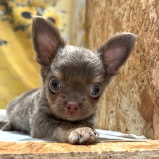 福岡県のチワワ(ロング) (犬の家＆猫の里トリアス久山店/2026年6月29日生まれ/男の子/イザベラクリーム)の子犬の4枚目の画像