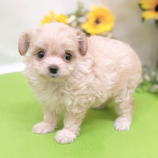 静岡県のチワプー/プーチー(チワワ×プードル) (犬の家＆猫の里藤枝店/2026年6月28日生まれ/女の子/アプリコット)の子犬の4枚目の画像
