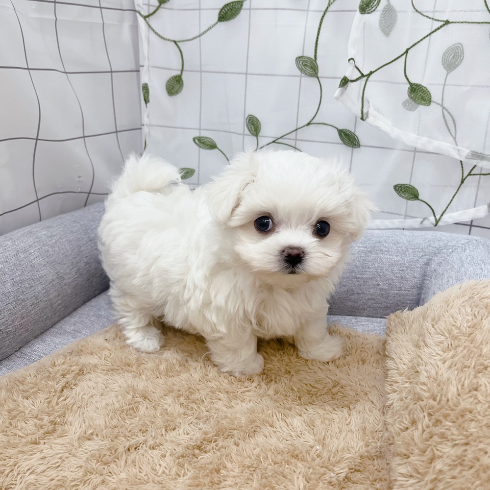 長野県のマルチーズ (犬の家＆猫の里塩尻店/2026年6月30日生まれ/男の子/ホワイト)の子犬の4枚目の画像