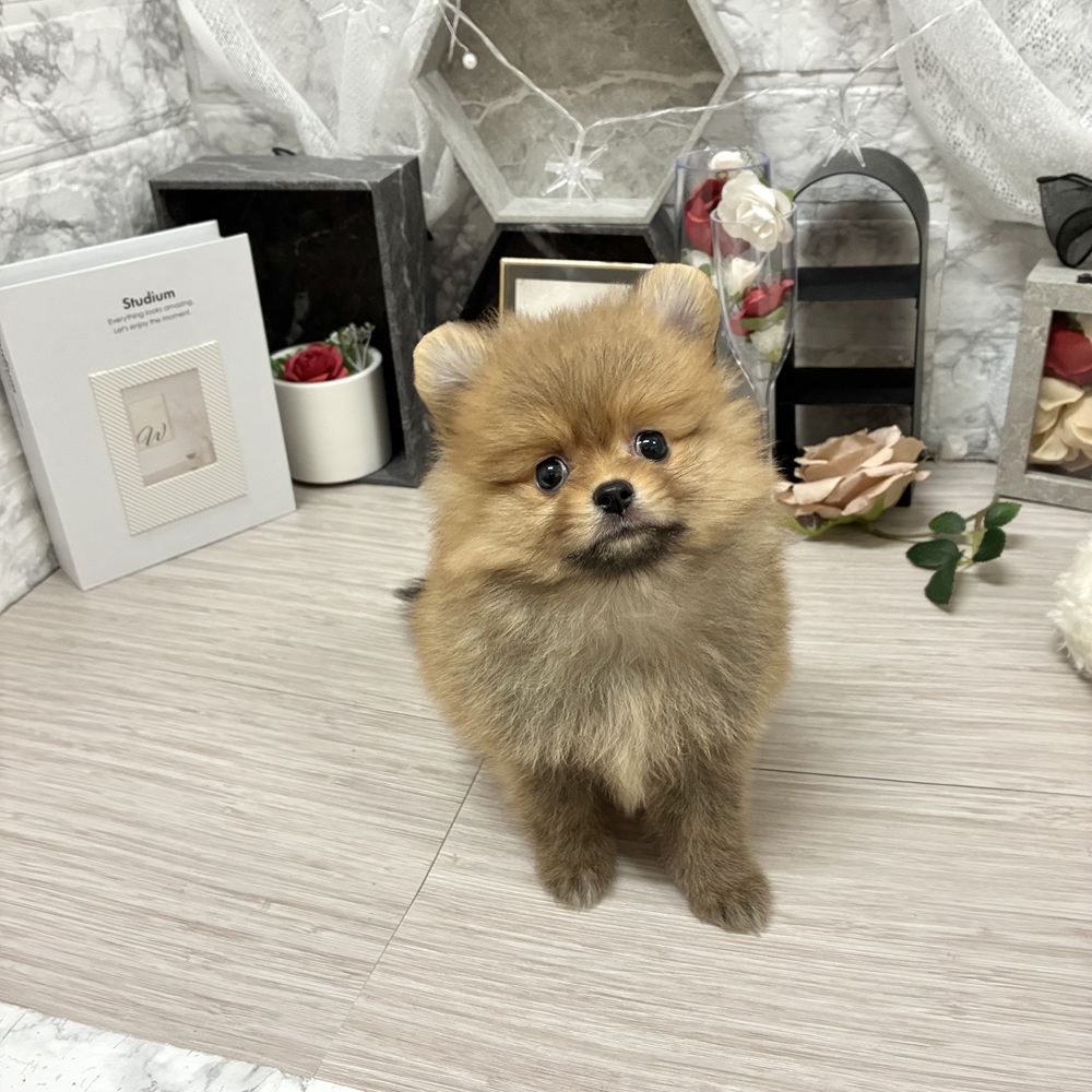千葉県のポメラニアン (犬の家＆猫の里ワンズモール稲毛店/2026年6月28日生まれ/女の子/オレンジ)の子犬の1枚目の画像
