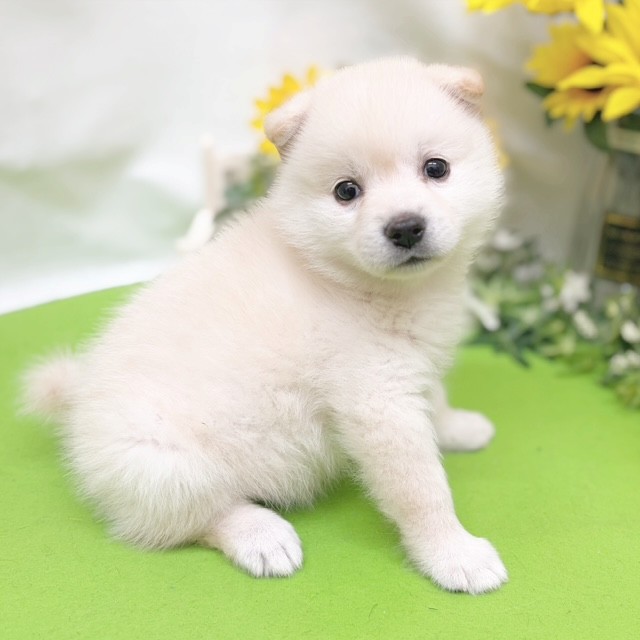 静岡県のハーフ犬・ミックス犬 (犬の家＆猫の里藤枝店/2026年6月30日生まれ/女の子/ホワイト)の子犬の4枚目の画像