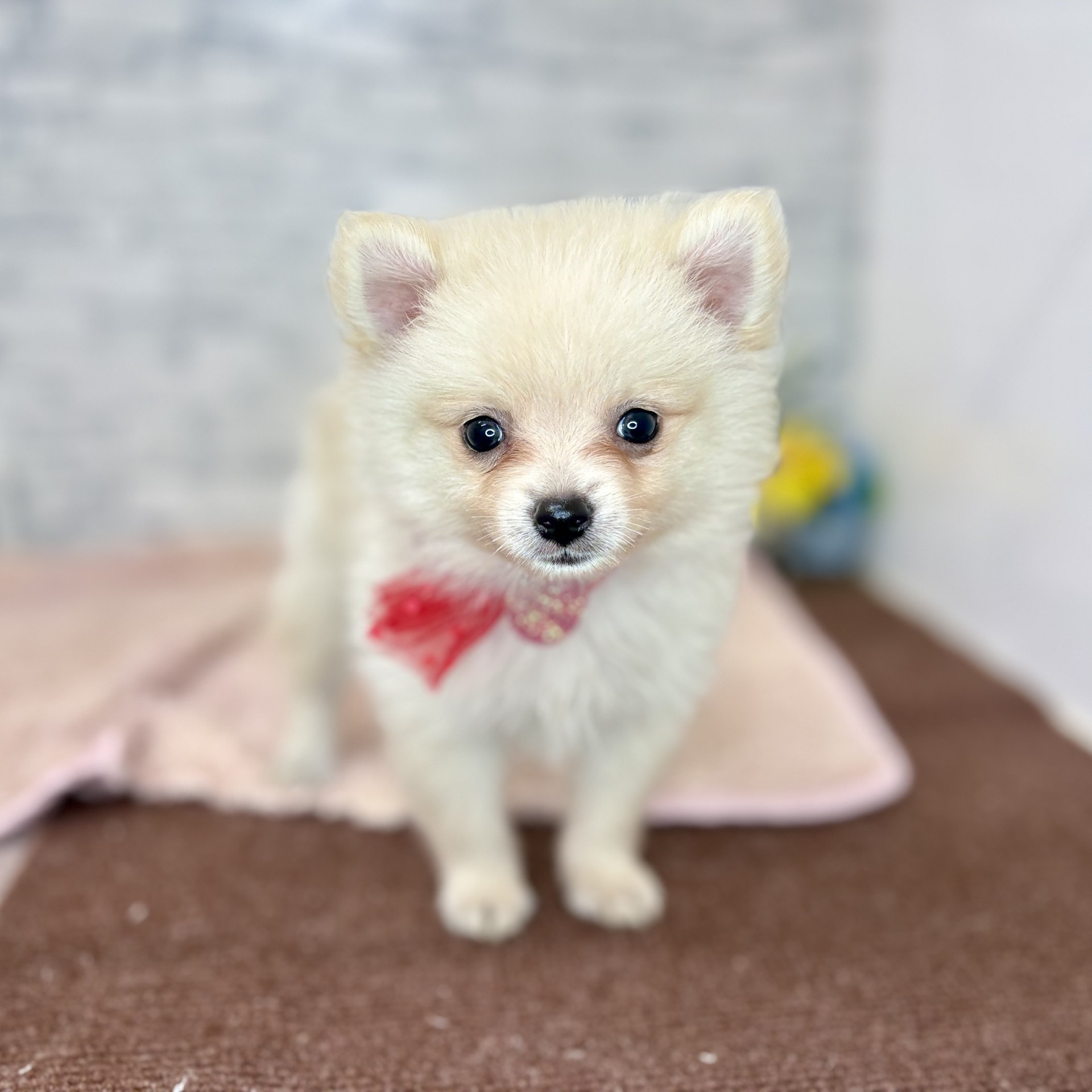 長野県のポメラニアン (犬の家＆猫の里長野店/2026年6月28日生まれ/女の子/クリーム)の子犬の4枚目の画像