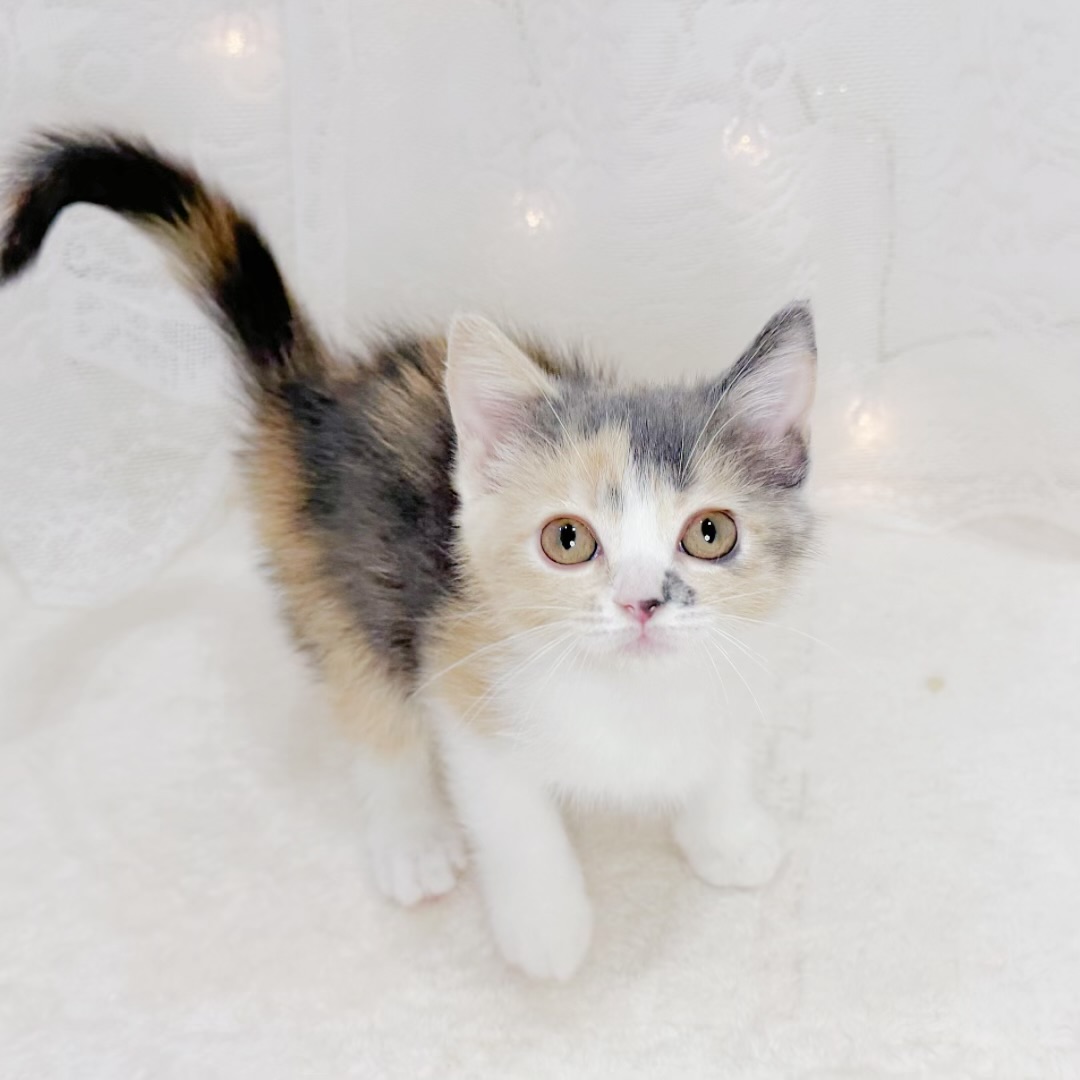 千葉県のスコティッシュストレート (犬の家＆猫の里BIGHOPガーデンモール印西店/2026年6月28日生まれ/女の子/ダイリュートキャリコ)の子猫の4枚目の画像