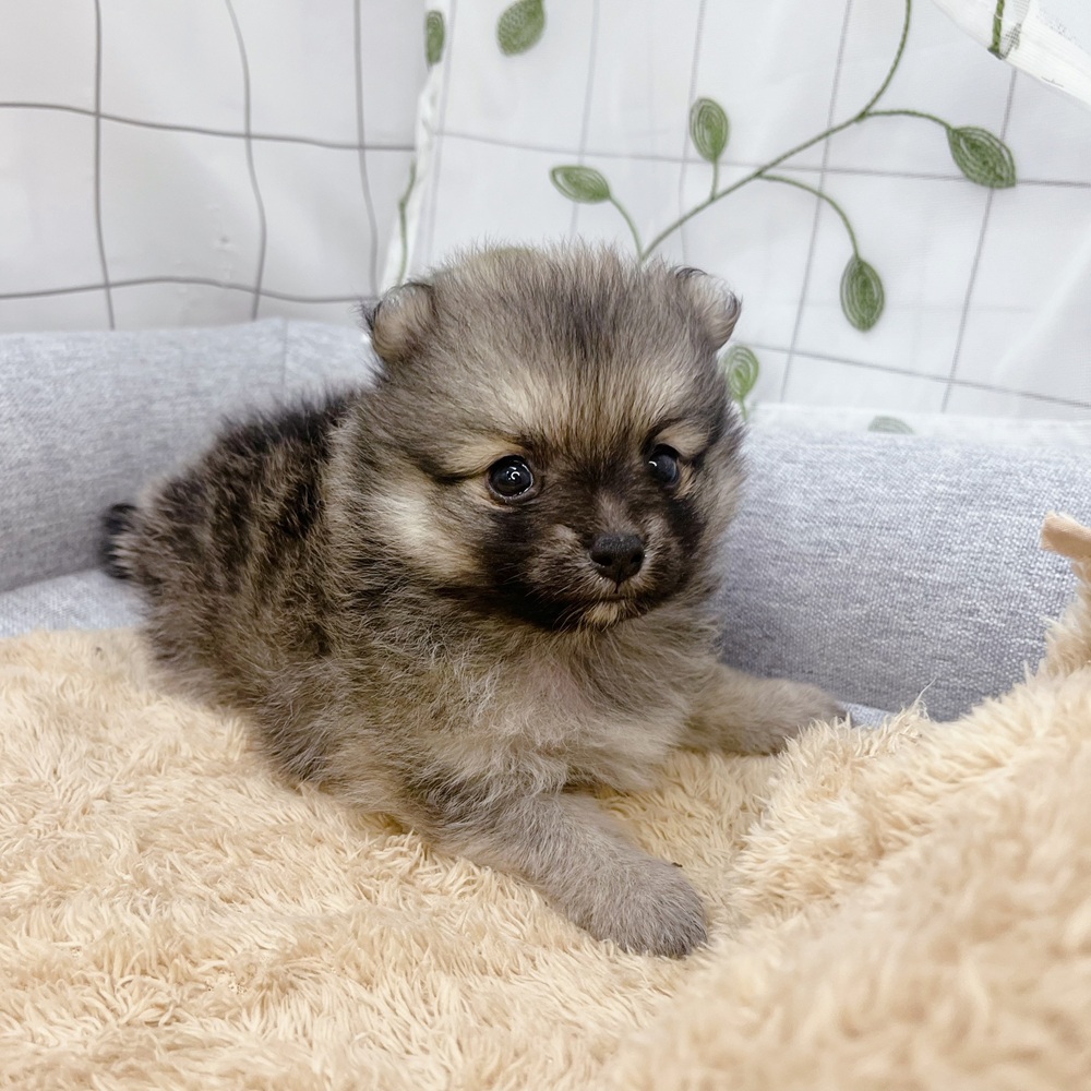 長野県のポメチワ/チワポメ/ポメチー(ポメラニアン×チワワ) (犬の家＆猫の里塩尻店/2026年6月30日生まれ/男の子/オレンジ)の子犬の4枚目の画像