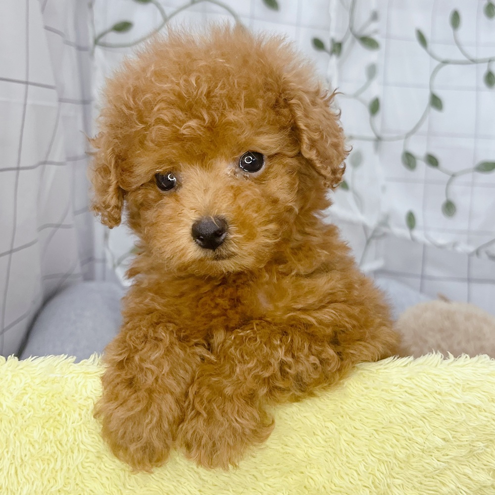 長野県のトイプードル(トイ) (犬の家＆猫の里塩尻店/2026年6月30日生まれ/男の子/レッド)の子犬の4枚目の画像