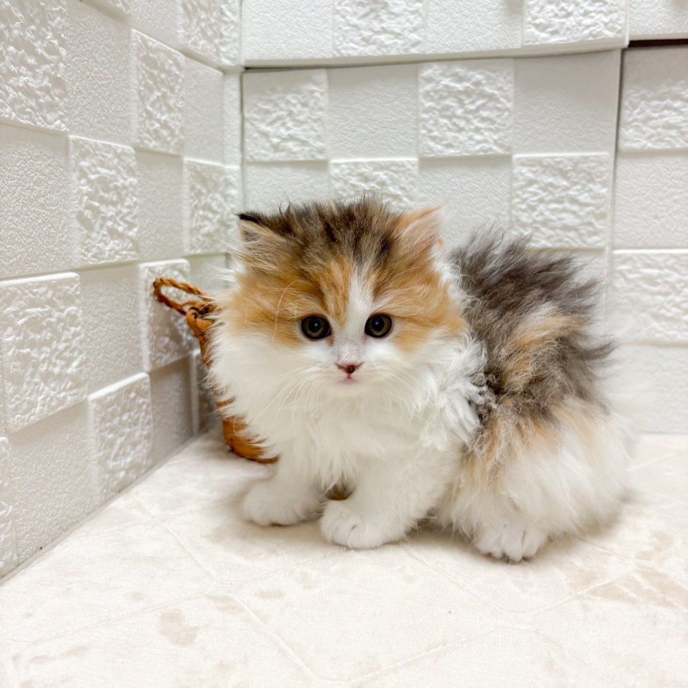 東京都のミヌエット (犬の家＆猫の里ペットフォレスト小平店/2026年6月29日生まれ/女の子/キャリコ)の子猫の1枚目の画像