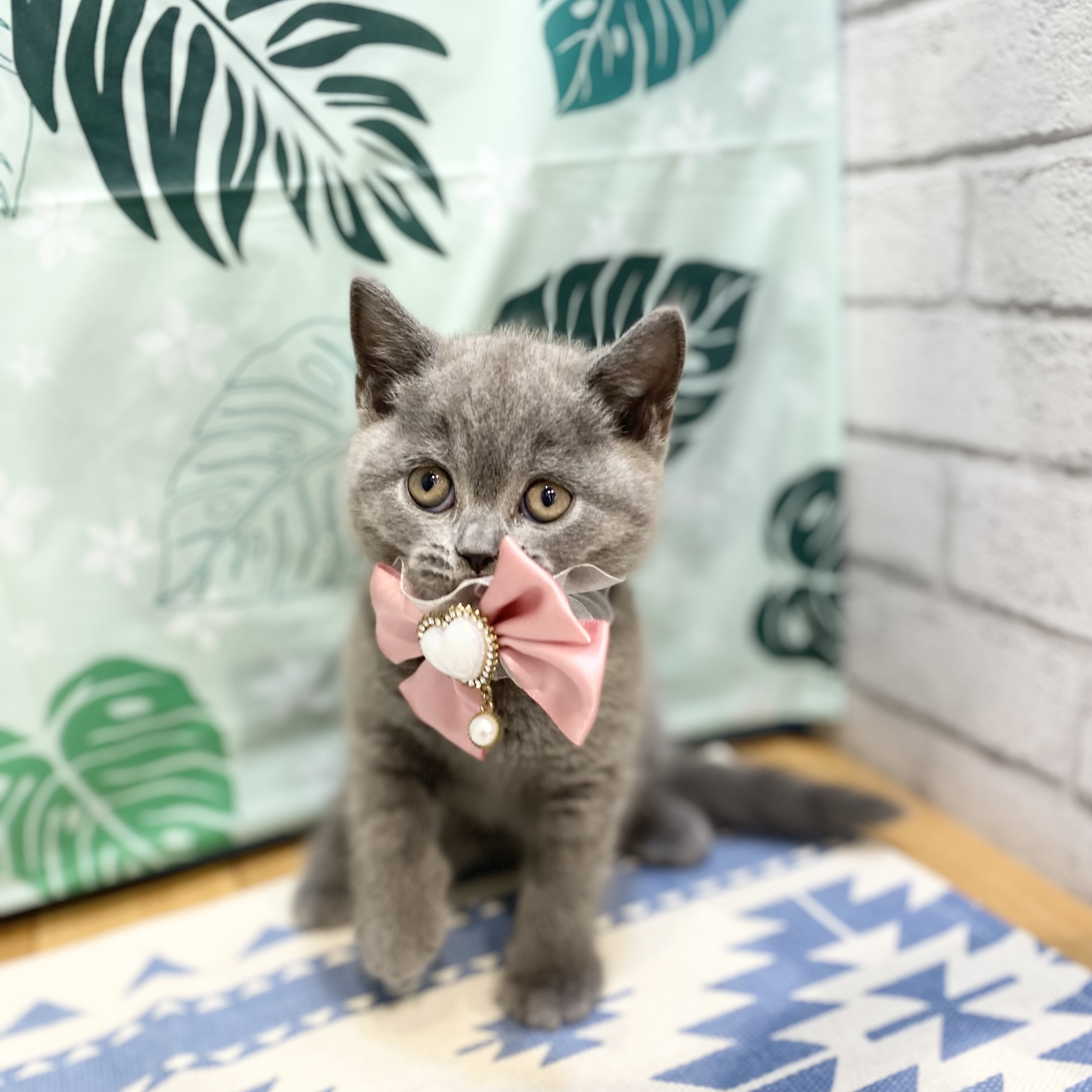 長野県のブリティッシュショートヘアー (犬の家＆猫の里カインズ梓川店/2026年6月25日生まれ/女の子/ブルー)の子猫の4枚目の画像