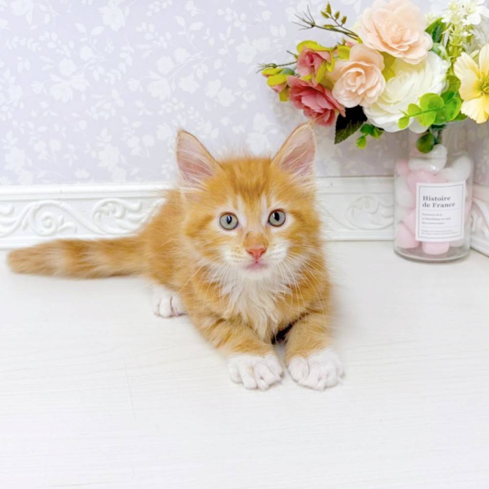 富山県のメインクーン (犬の家＆猫の里アミーゴ山室店/2026年6月28日生まれ/男の子/レッドタビーホワイト)の子猫の4枚目の画像