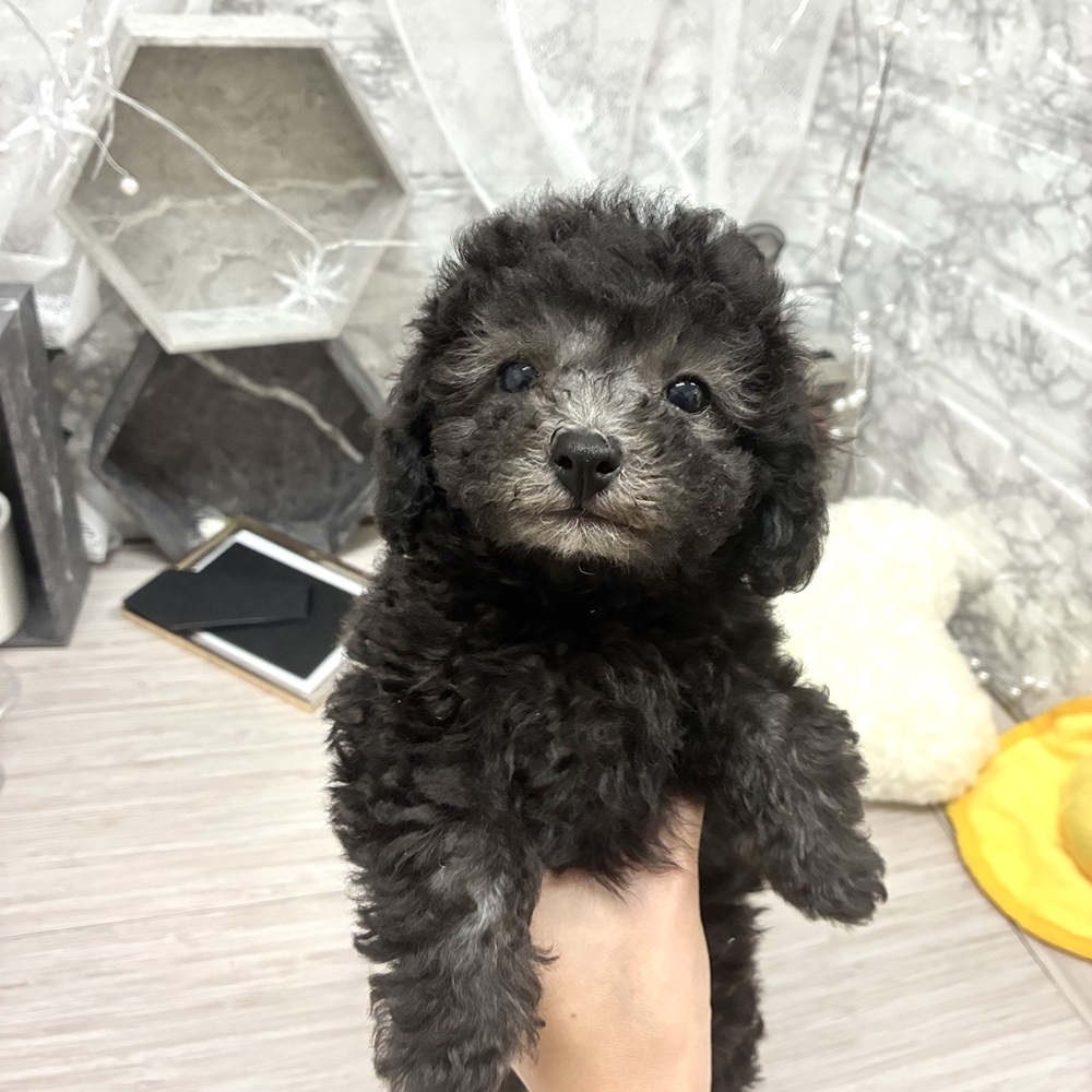 千葉県のトイプードル(トイ) (犬の家＆猫の里ワンズモール稲毛店/2026年6月28日生まれ/女の子/シルバー)の子犬の4枚目の画像