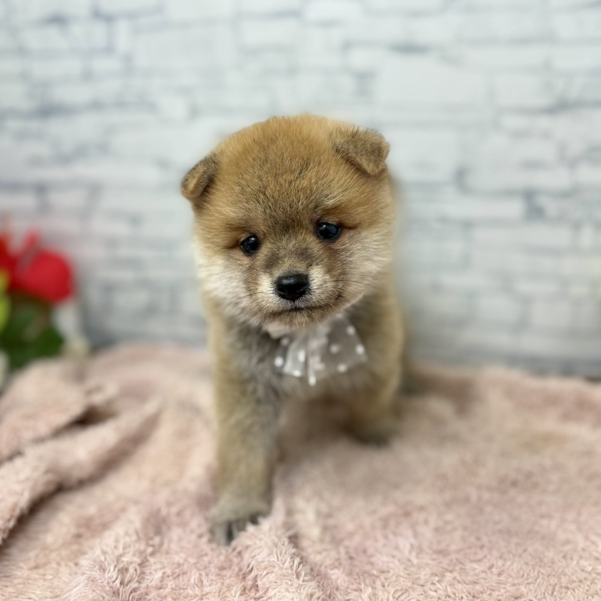 長野県のポメ柴/豆ポメ/ポメ豆柴(ポメラニアン×柴犬) (犬の家＆猫の里長野店/2026年6月29日生まれ/男の子/赤)の子犬の4枚目の画像