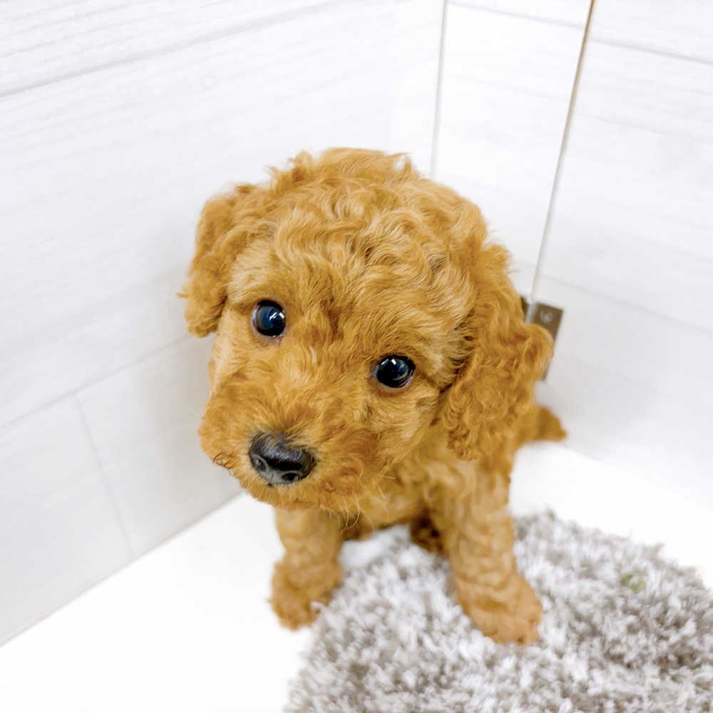 石川県のトイプードル(トイ) (犬の家＆猫の里アミーゴ金沢おこばた店/2026年6月30日生まれ/女の子/レッド)の子犬の4枚目の画像