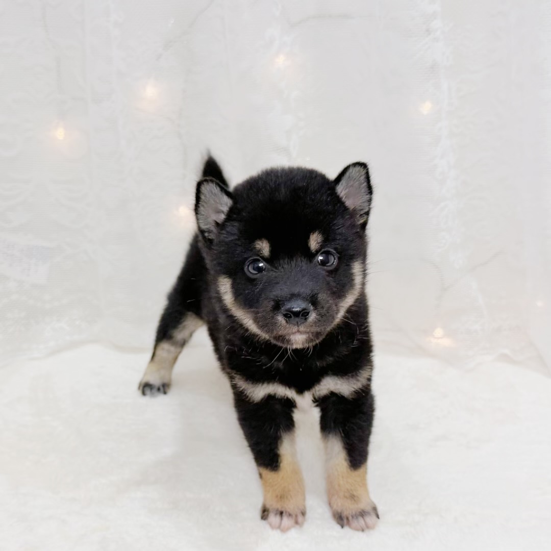 千葉県の柴犬(標準サイズ) (犬の家＆猫の里BIGHOPガーデンモール印西店/2026年6月29日生まれ/男の子/黒)の子犬の4枚目の画像