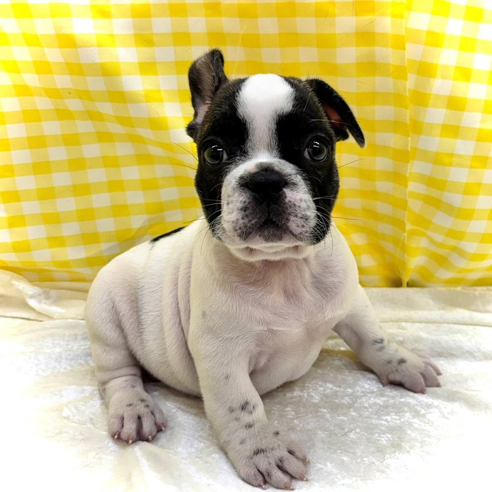 愛知県のフレンチブルドッグ (犬の家＆猫の里名古屋天白店/2026年6月27日生まれ/男の子/パイド)の子犬の4枚目の画像