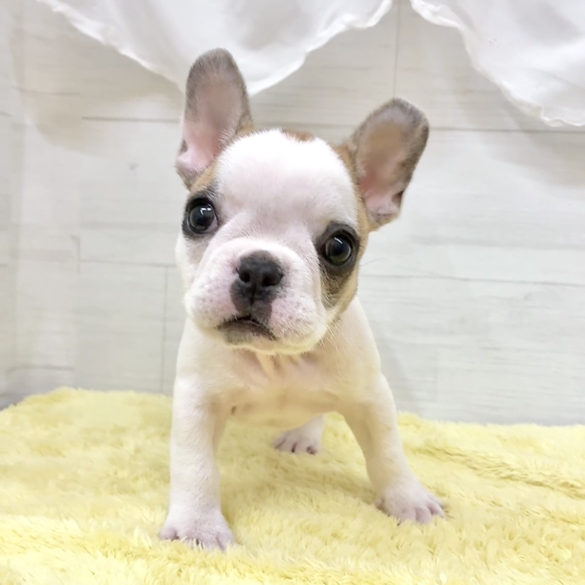愛知県のフレンチブルドッグ (犬の家＆猫の里碧南店/2026年6月27日生まれ/女の子/フォーンホワイト)の子犬の4枚目の画像