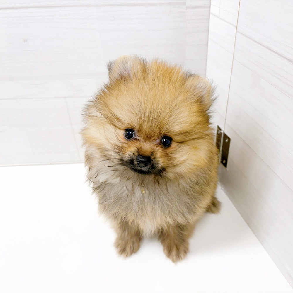 石川県のポメラニアン (犬の家＆猫の里アミーゴ金沢おこばた店/2026年6月29日生まれ/男の子/オレンジ)の子犬の4枚目の画像