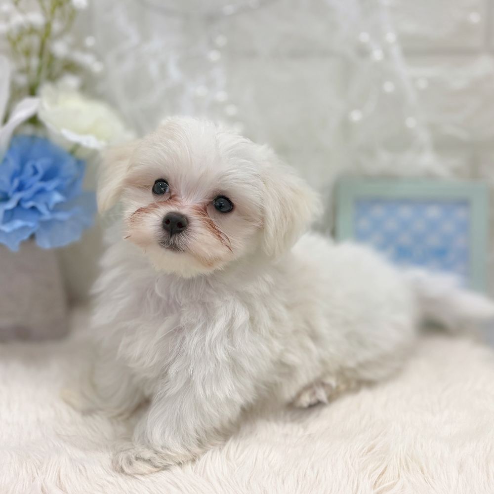 福井県のマルチーズ (犬の家＆猫の里アミーゴ福井大和田店/2026年6月30日生まれ/男の子/ホワイト)の子犬の4枚目の画像