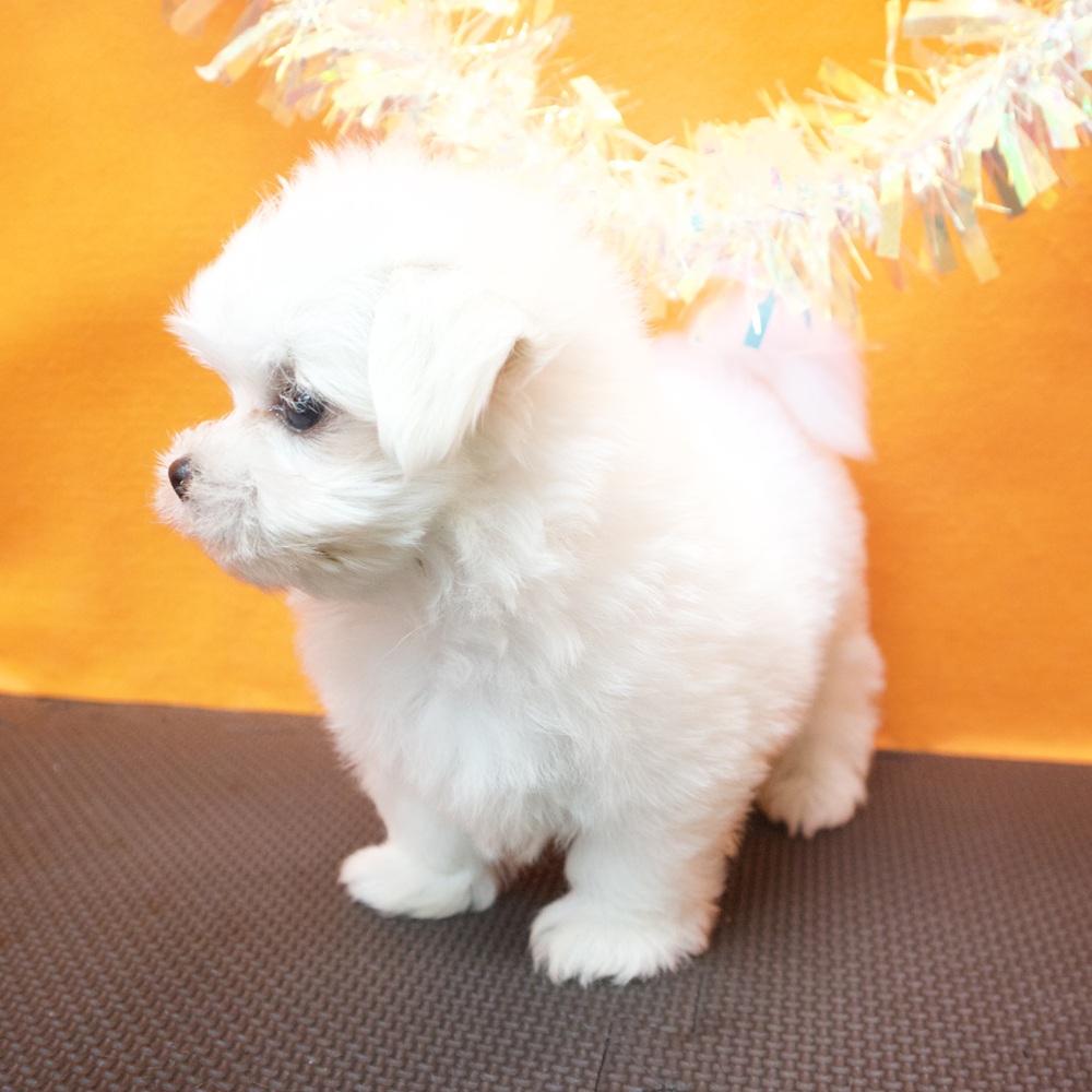 大阪府のマルチーズ (犬の家＆猫の里吹田店/2026年6月30日生まれ/男の子/ホワイト)の子犬の4枚目の画像