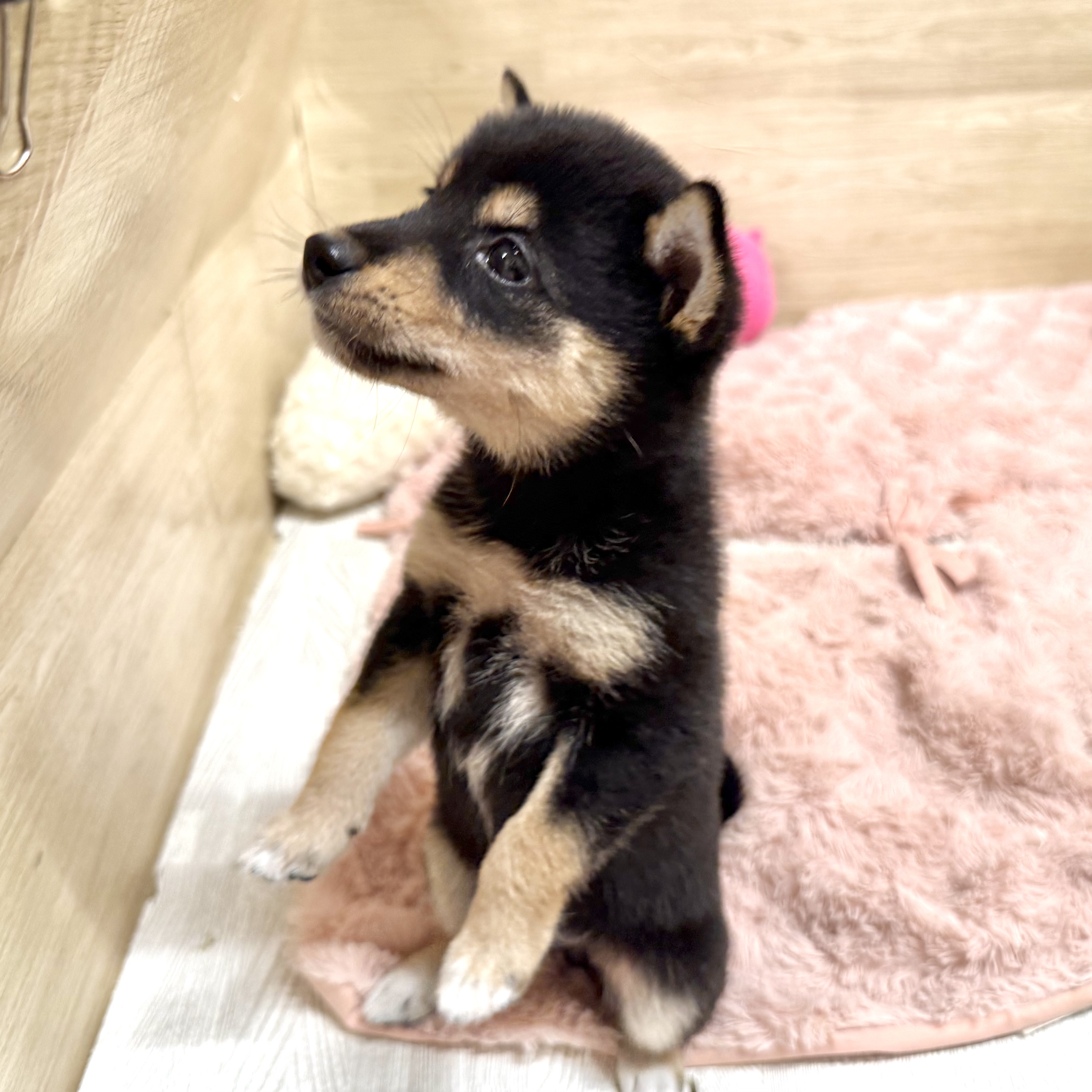 大阪府の豆柴 (犬の家＆猫の里そよら東岸和田店/2026年6月22日生まれ/女の子/黒)の子犬の4枚目の画像