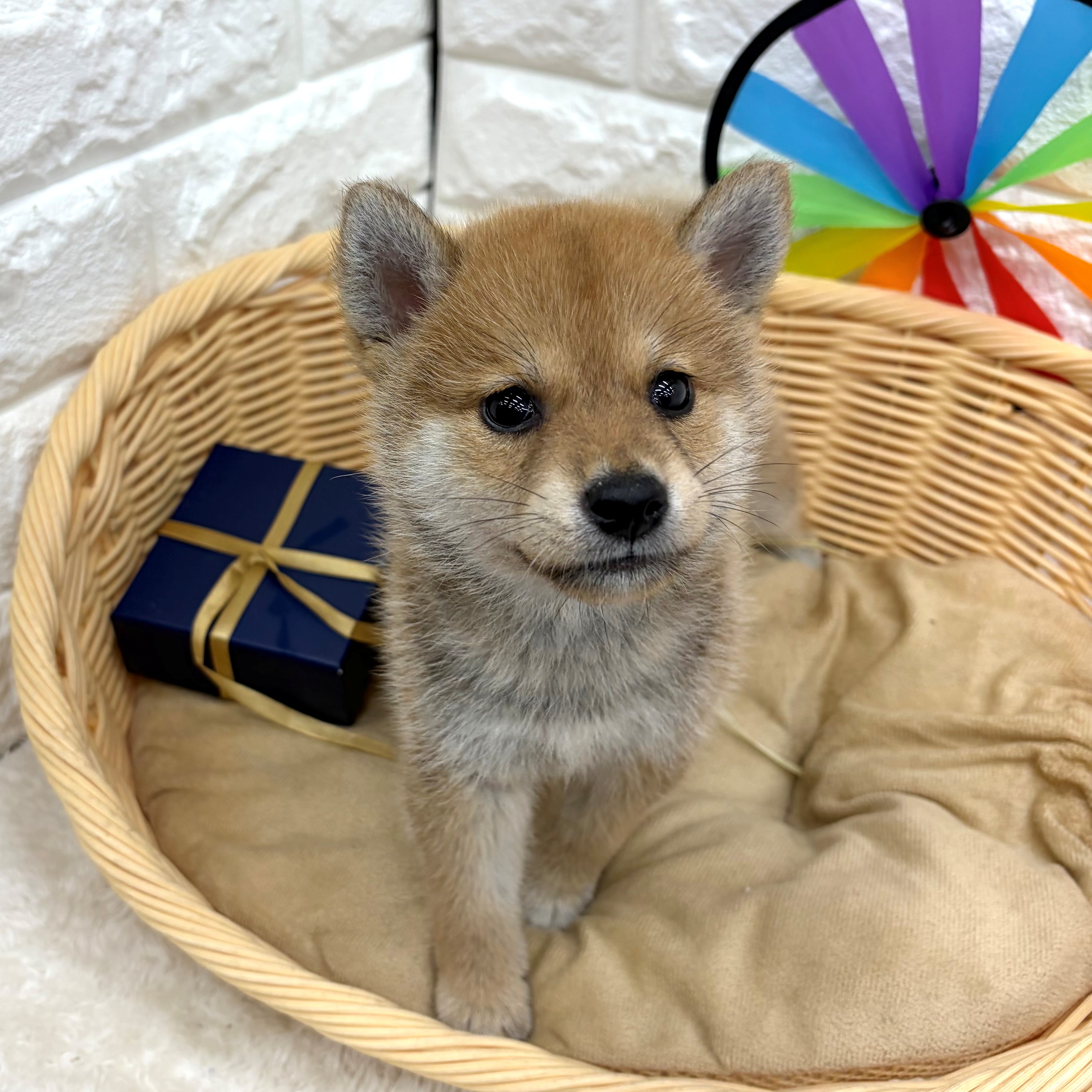 愛知県の柴犬(標準サイズ) (犬の家＆猫の里MEGAドン・キホーテ東海名和店/2026年6月30日生まれ/女の子/赤)の子犬の4枚目の画像