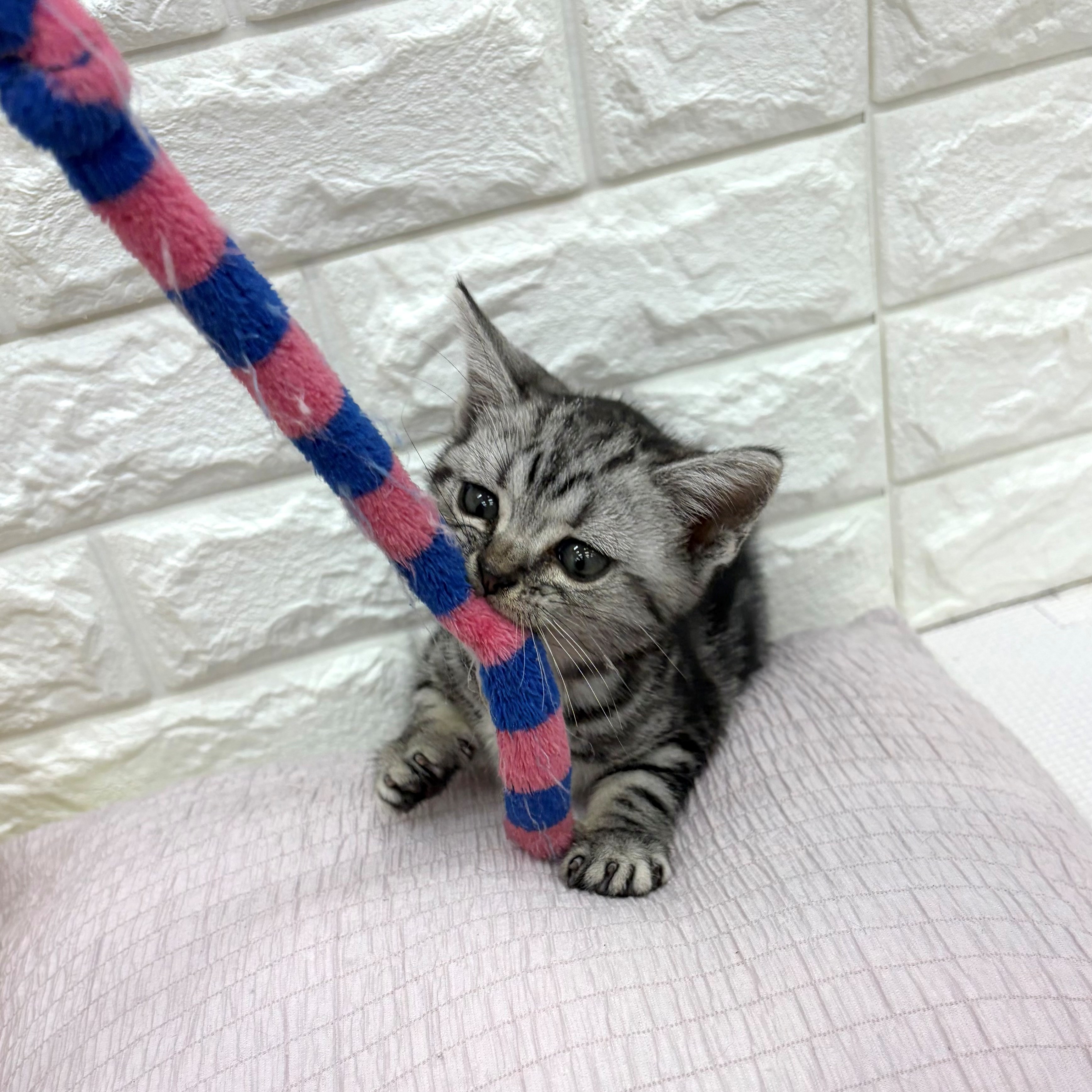 愛知県のアメリカンショートヘアー (犬の家＆猫の里MEGAドン・キホーテ東海名和店/2026年7月1日生まれ/男の子/シルバータビー)の子猫の4枚目の画像