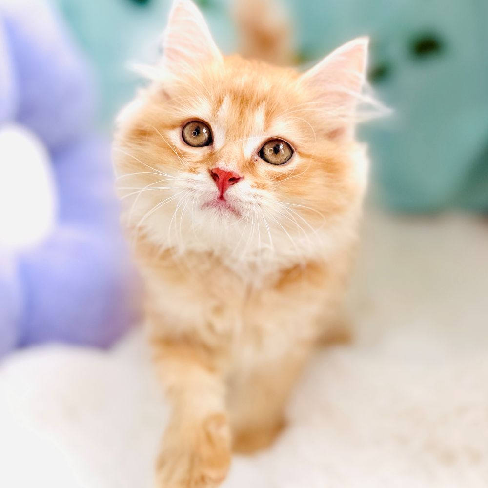 愛知県のミヌエット (犬の家＆猫の里愛知刈谷店/2026年7月1日生まれ/男の子/レッドタビー)の子猫の4枚目の画像